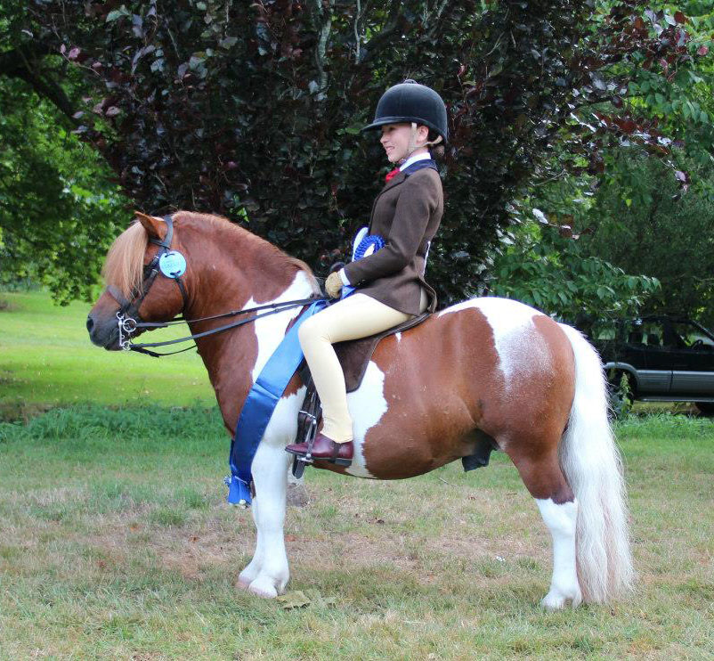 Shetland Pony, Brinleyview Camanchee Ridden By Gemma Pallett